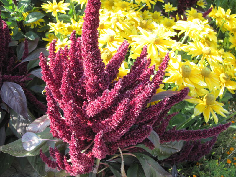 Purple Amaranth Flowers — Vibrant, Afternoon