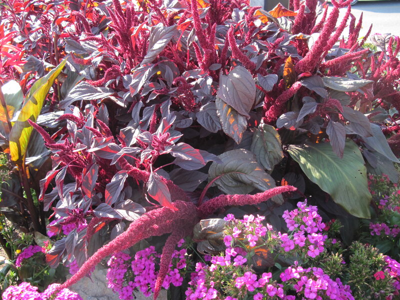 Purple Amaranth Flowers — Vibrant