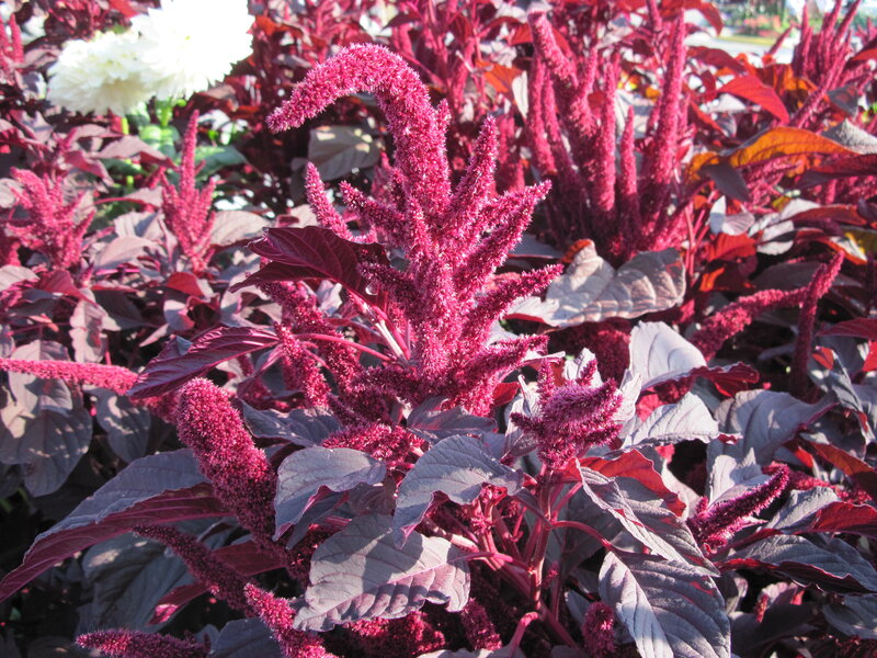 Purple Amaranth Plant — Vibrant, Afternoon