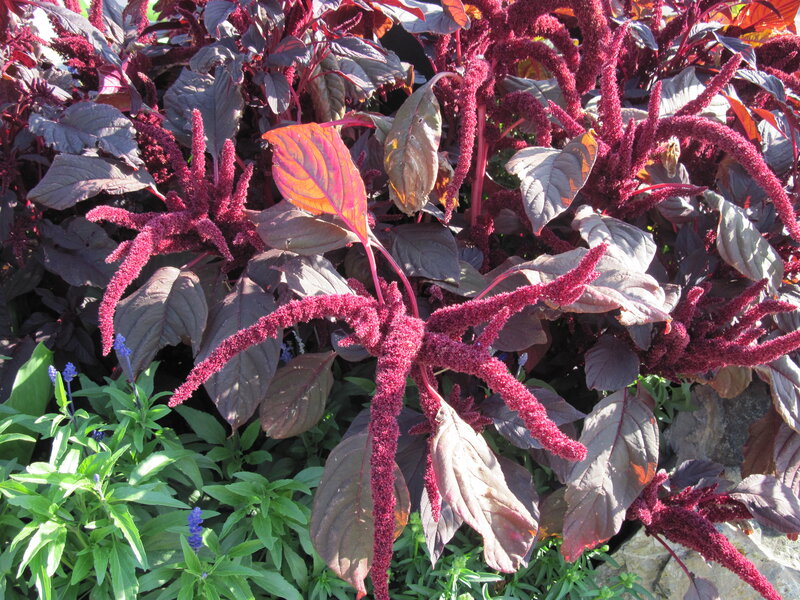Purple Amaranth Plant — Vibrant