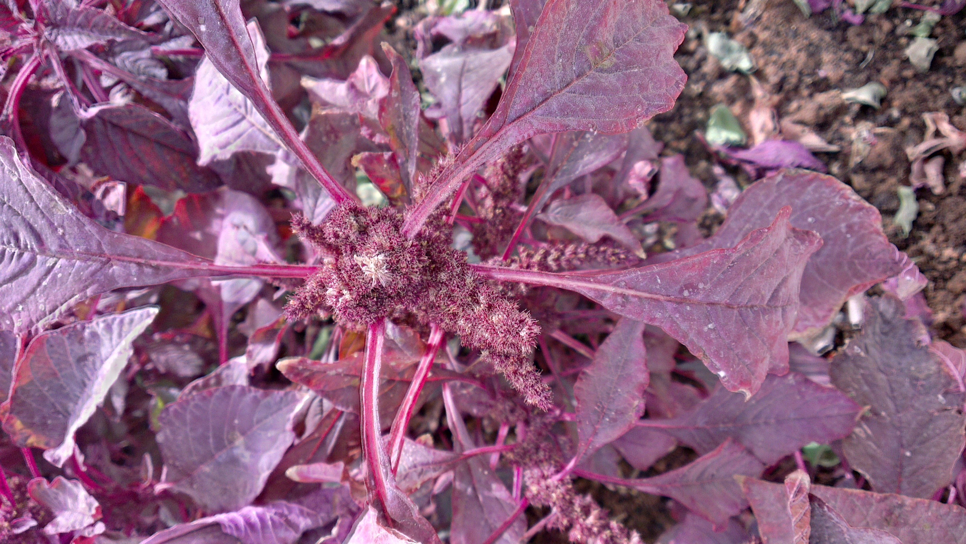 purple amaranth plant