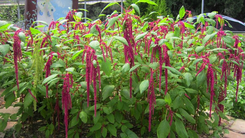 Purple Amaranth Plants — Green, Natural
