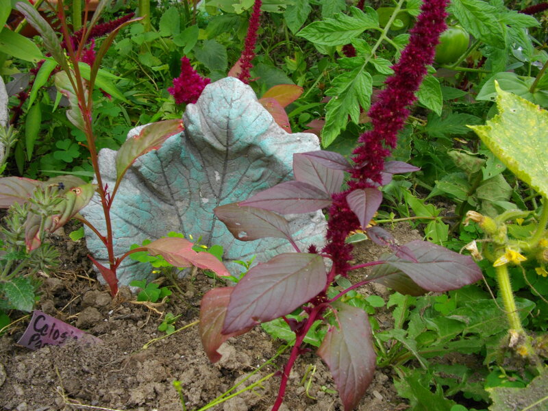 Purple Amaranth Plants — Green