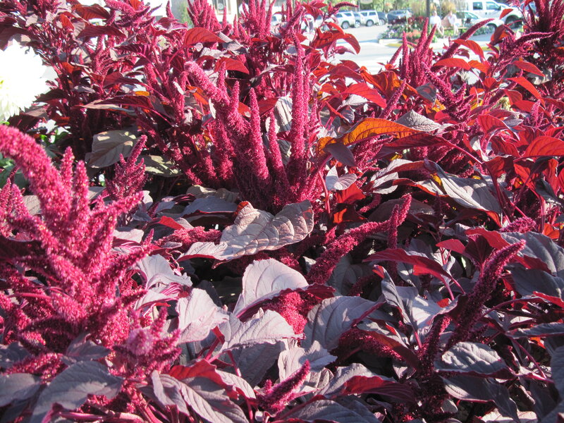 Purple Amaranth Plants