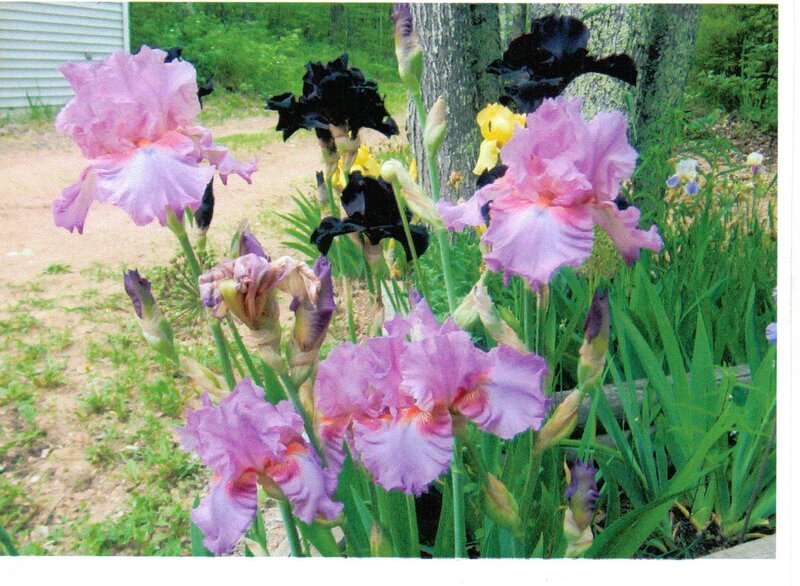 Purple and Black Irises