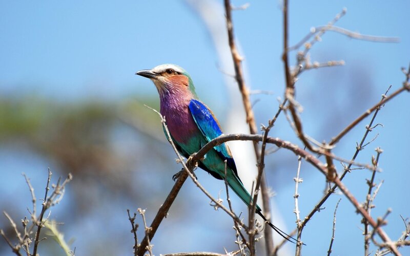 Purple and Blue Bird — Calm, Afternoon