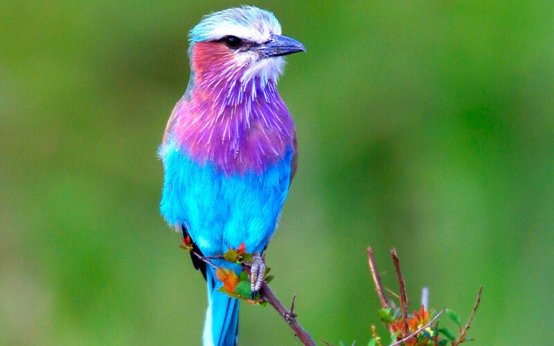 Purple and Blue Bird — Calm, Photograph, Branch