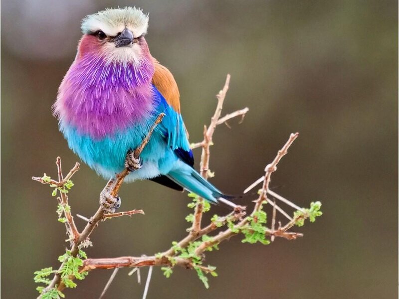 Purple and Blue Bird — Calm, Photograph