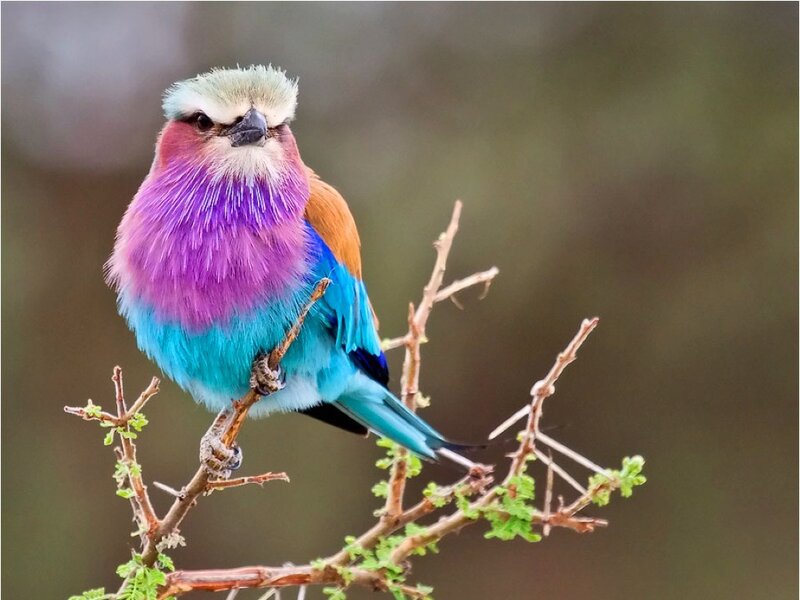 Purple and Blue Bird — Calm