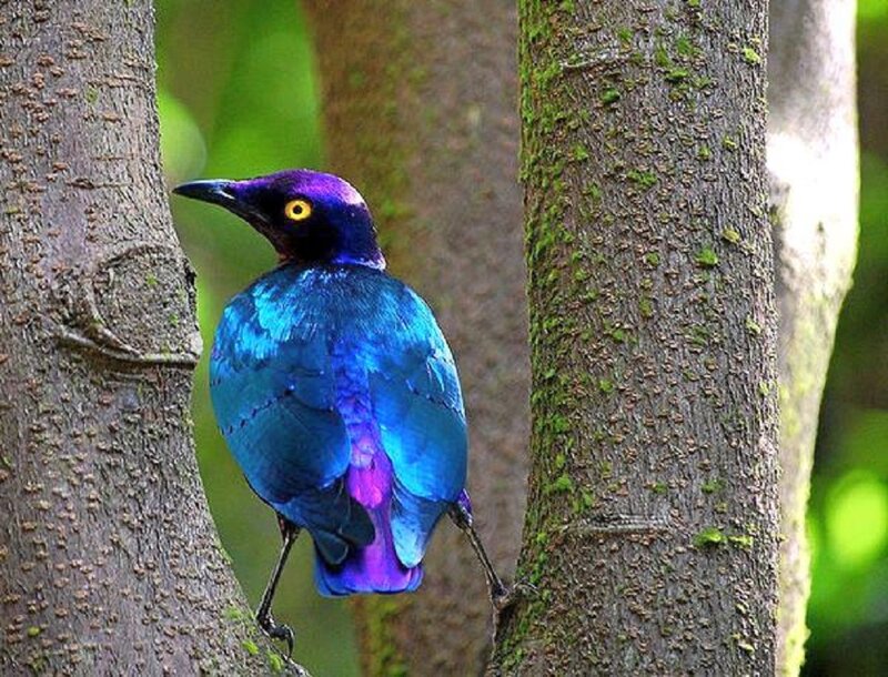 Purple and Blue Bird — Natural