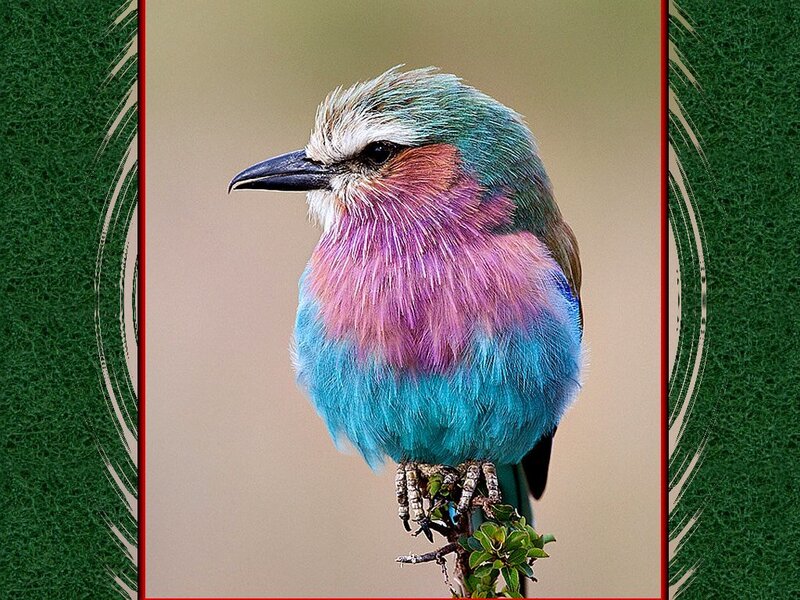 Purple and Blue Bird