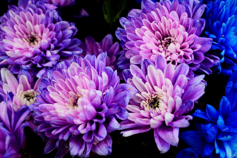 Purple and Blue Chrysanthemums