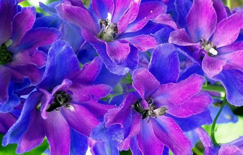 Purple and blue delphinium flowers