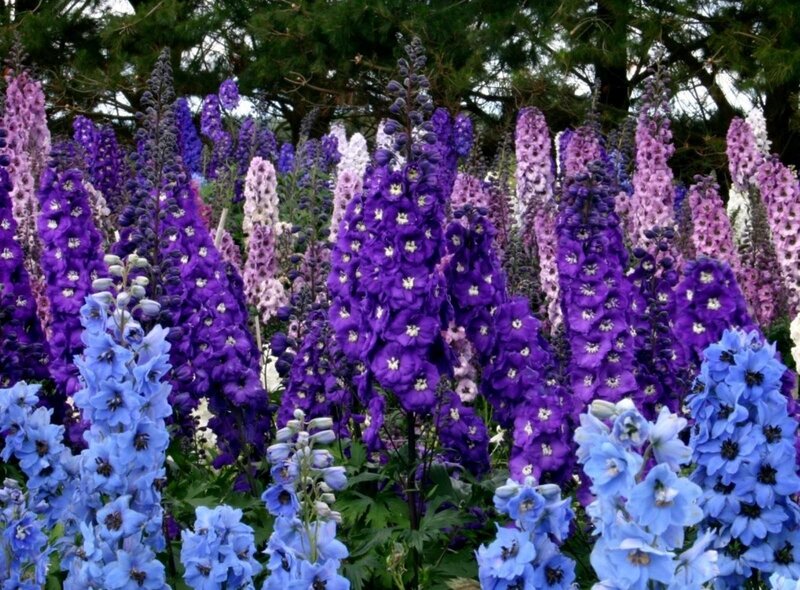 Purple and Blue Delphiniums