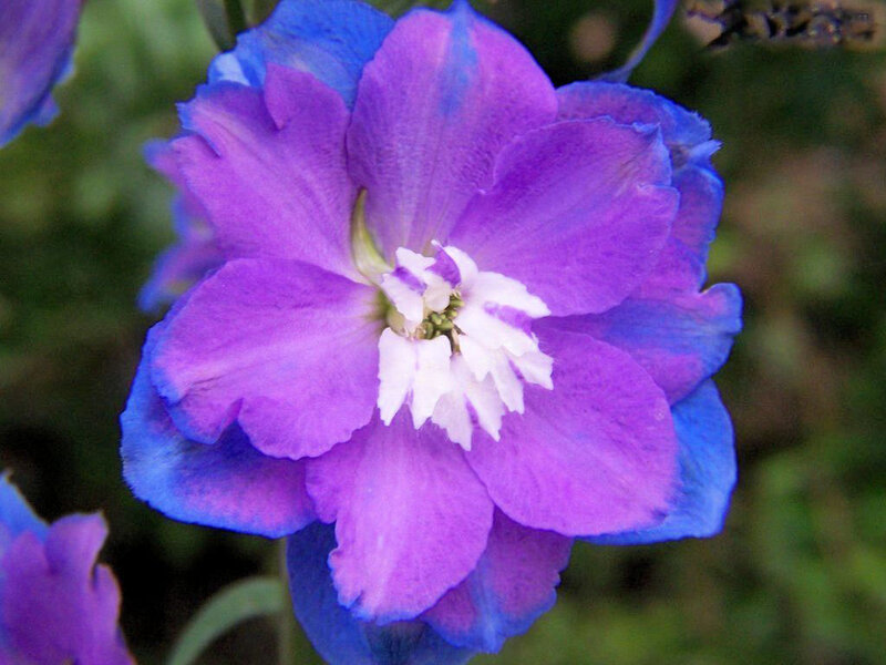 Purple and Blue Flower — Calm
