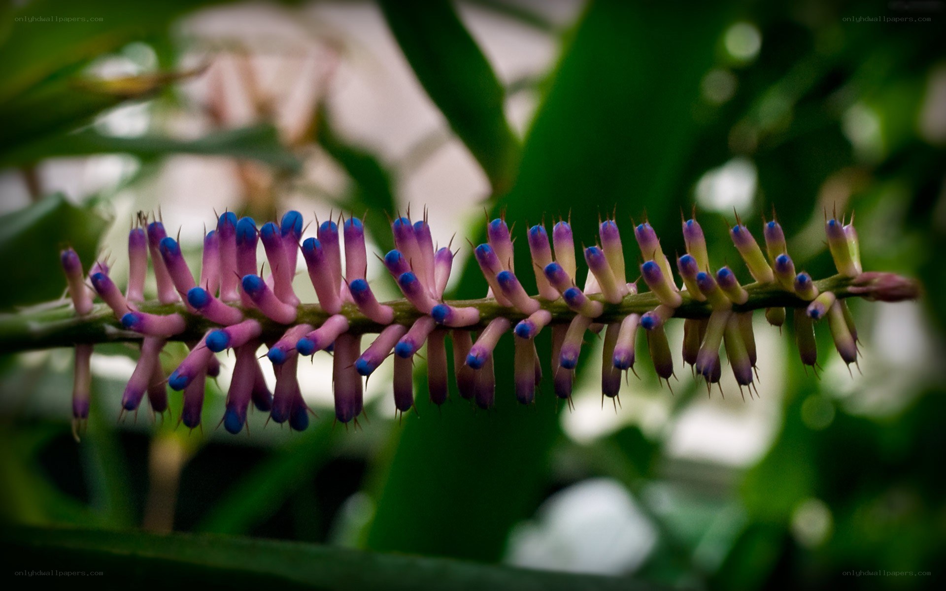 purple and blue flower spike