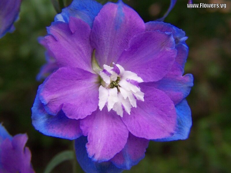 Purple and Blue Flower