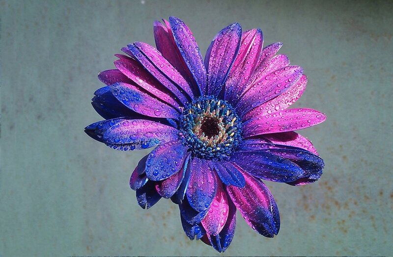 Purple and Blue Flower — Vibrant