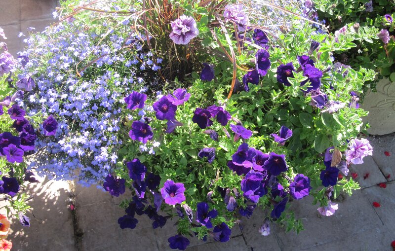 Purple and Blue Flowers — Calm, Afternoon