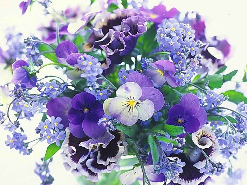 Purple and Blue Flowers — Calm, Spring, Photograph