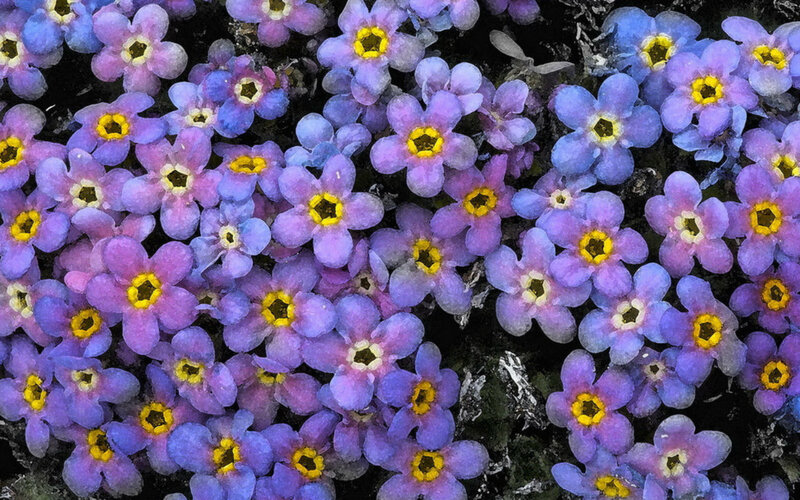 Purple and Blue Flowers — Calm, Spring, Photograph, Yellow Centers