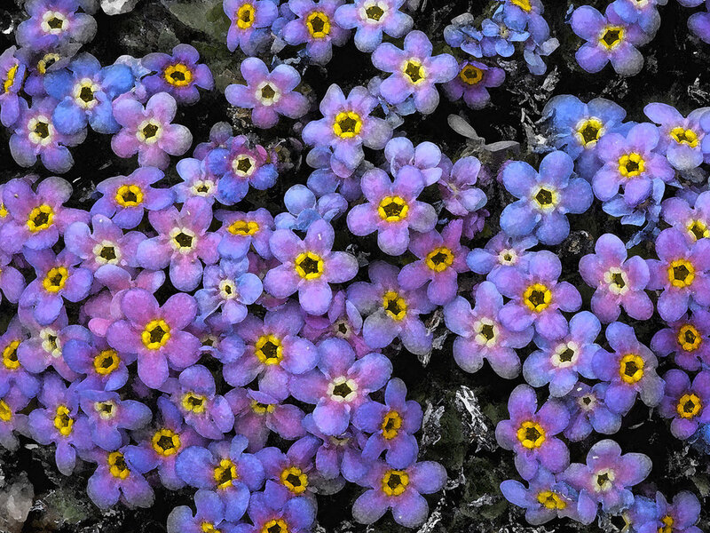 Purple and Blue Flowers — Calm, Spring