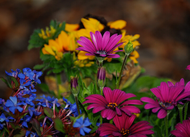 Purple and Blue Flowers — Calm
