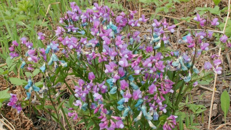 Purple and Blue Flowers — Natural, Spring