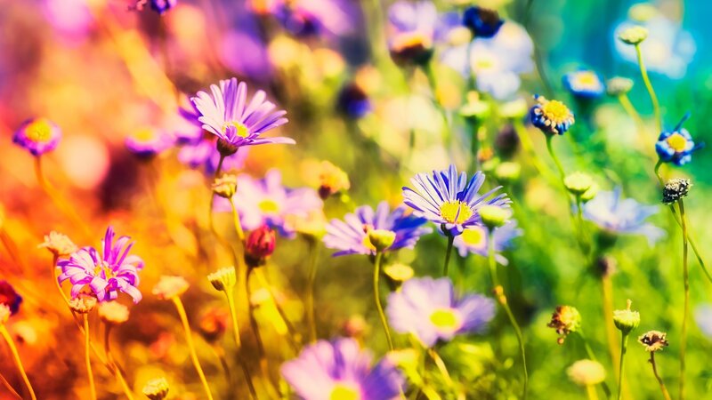 Purple and Blue Flowers — Serene, Afternoon, Photograph