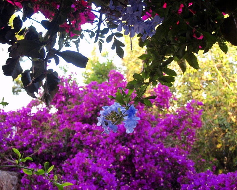 Purple and Blue Flowers — Serene, Afternoon