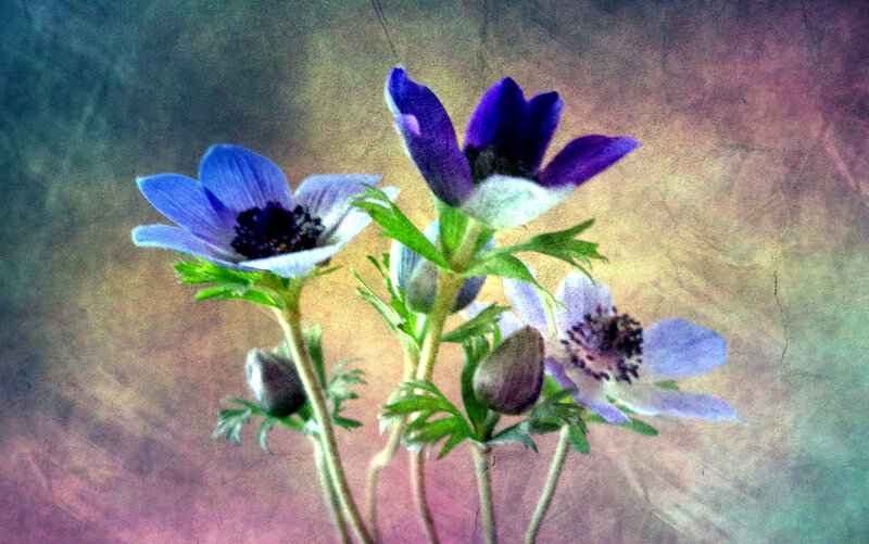 Purple and Blue Flowers — Serene, Photograph