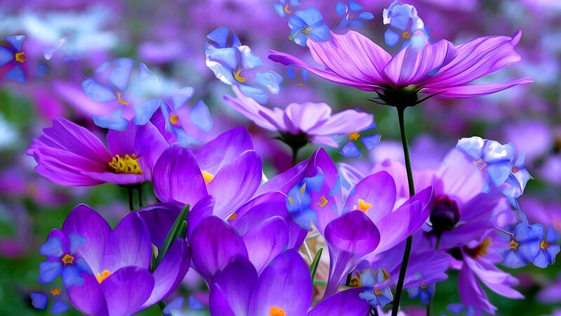 Purple and Blue Flowers — Serene, Spring, Digital Art