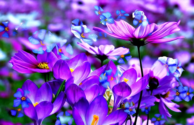 Purple and Blue Flowers — Vibrant, Spring