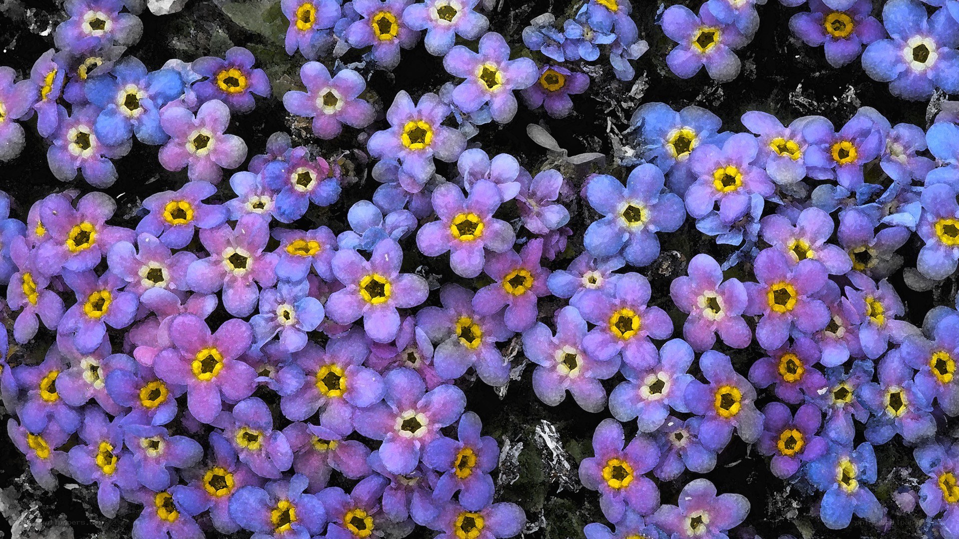 purple and blue flowers