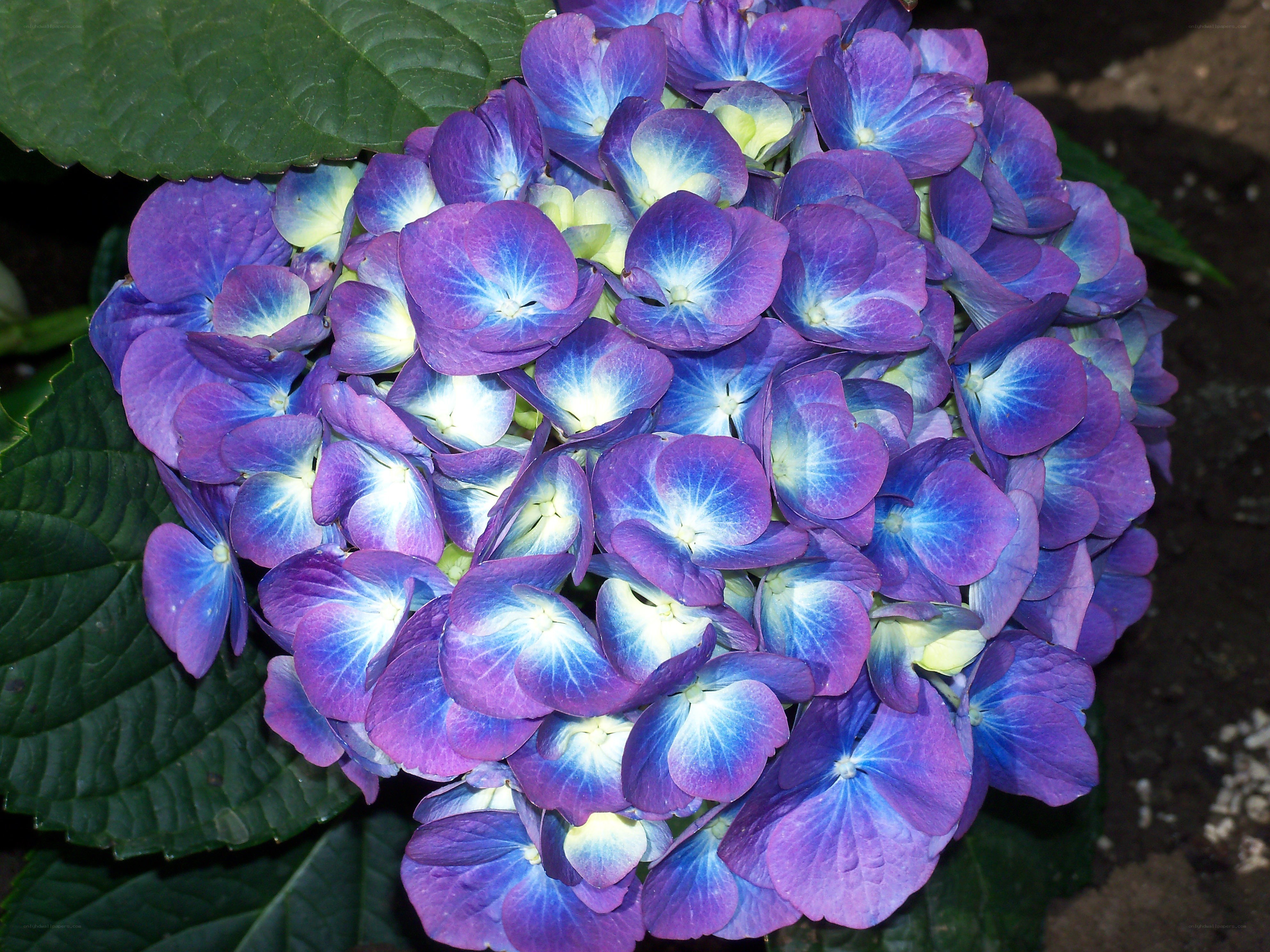 purple and blue hydrangea flower