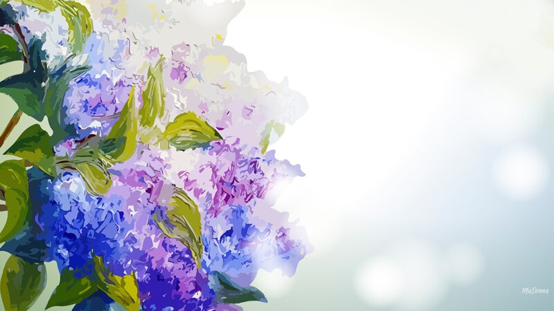 Purple and Blue Hydrangea