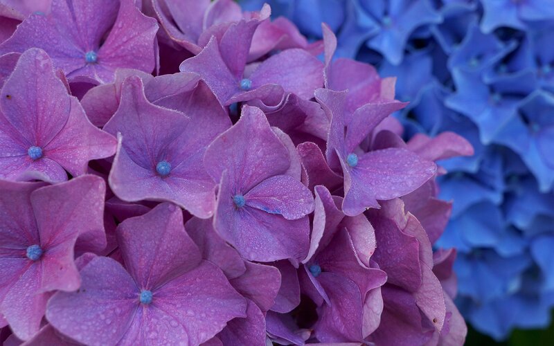 Purple and Blue Hydrangeas — Calm