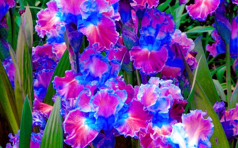 Purple and Blue Irises