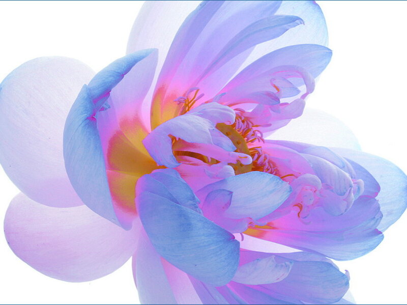 Purple and Blue Lotus Flower