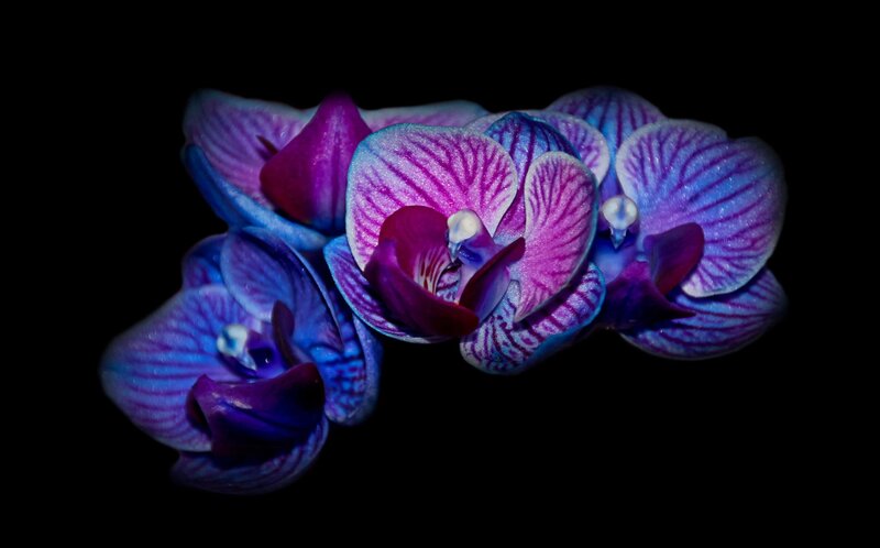 Purple and Blue Orchid