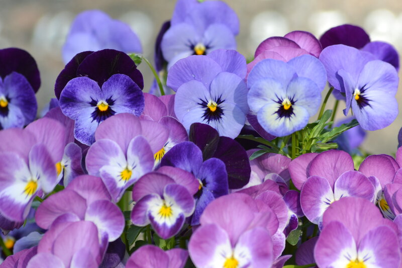 Purple and Blue Pansies — Calm, Spring