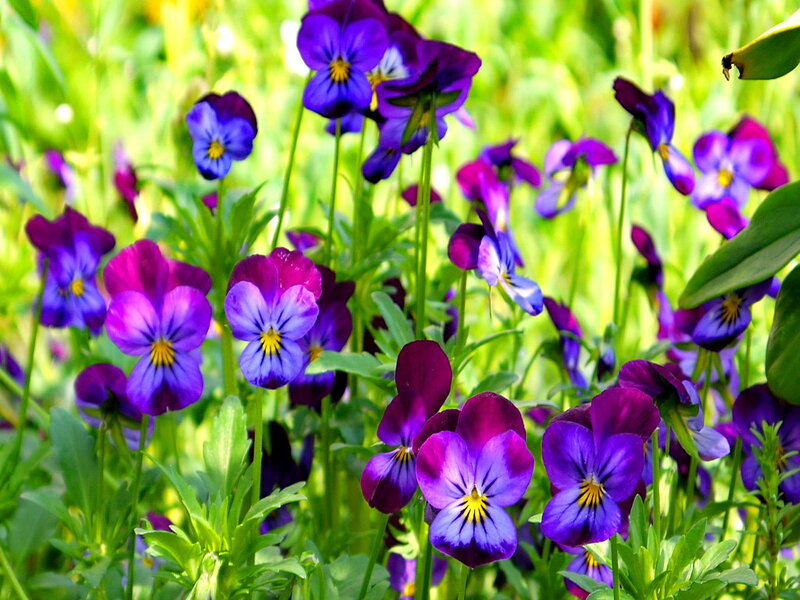 Purple and Blue Pansies — Serene