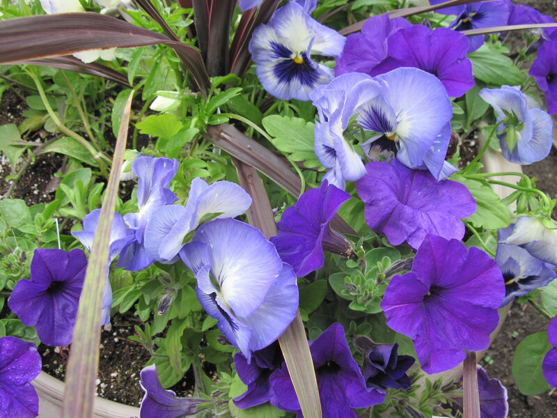 Purple and Blue Pansies