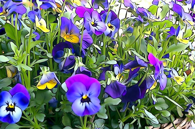 Purple and Blue Pansies — Vibrant