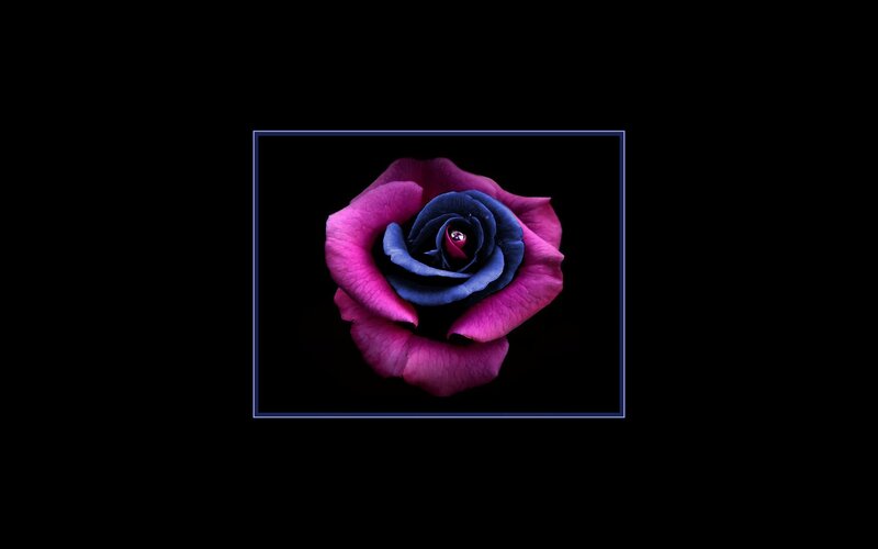 Purple and Blue Rose — Dramatic