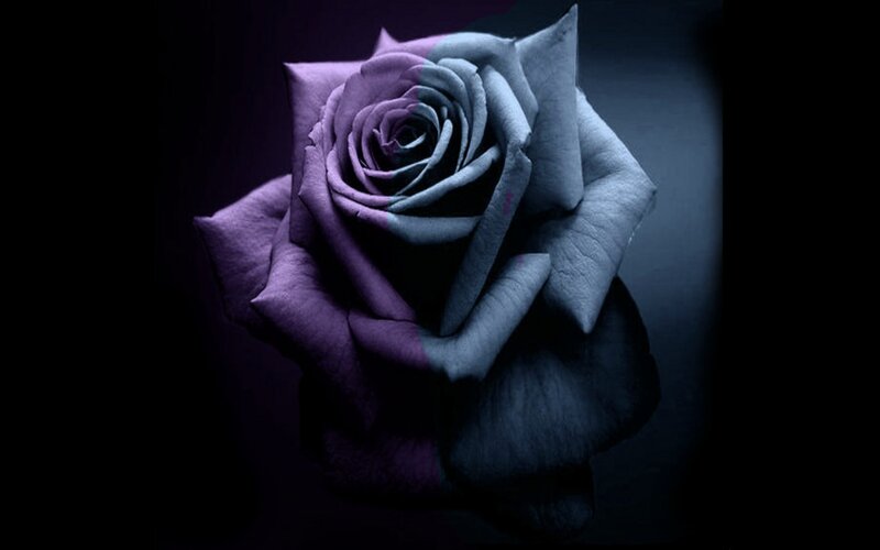 Purple and Blue Rose