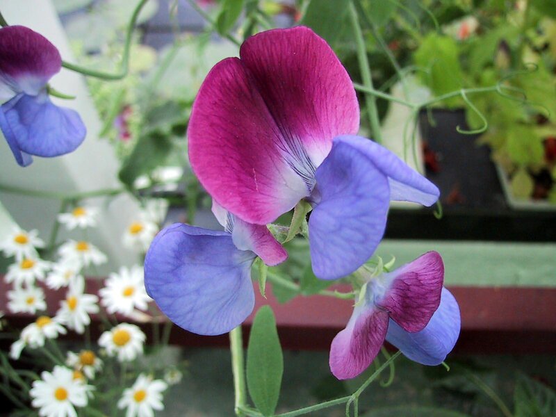Purple and Blue Sweet Peas