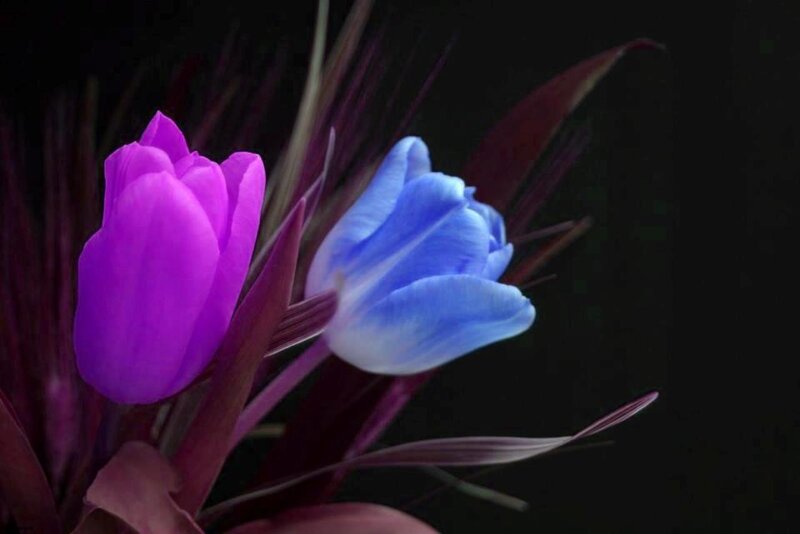 Purple and Blue Tulips