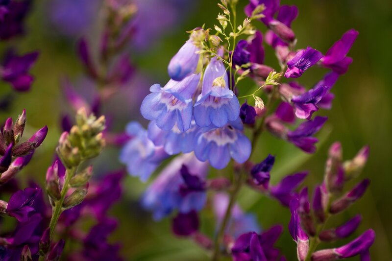purple and blue wildflowers