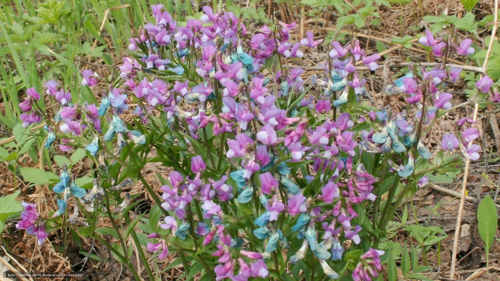 purple and blue wildflowers